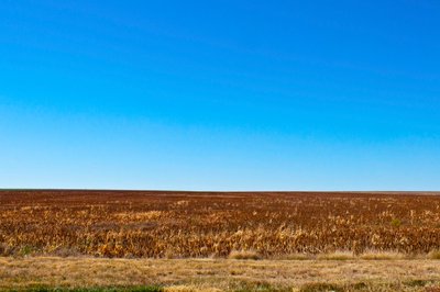 Sorghum ready for harvest, Eads, Colorado by Unbekannt Unbekannt